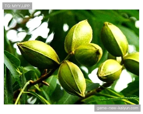 商务部出手规范进口碧根果市场秩序，碧根果是进口的吗